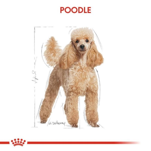 Royal Canin Poodle Yetişkin Köpek Maması 3 Kg - 5